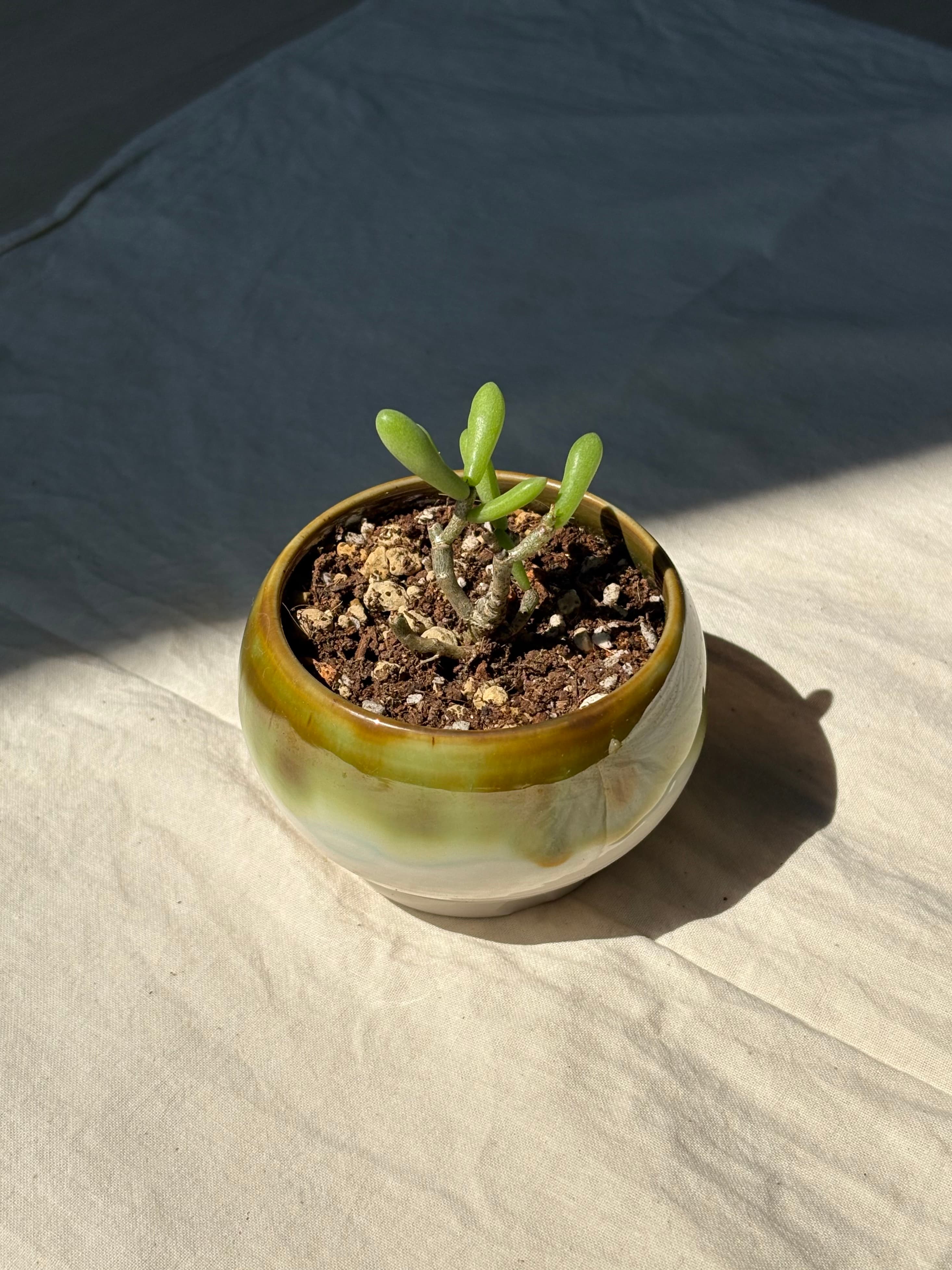 pot 2